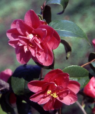 Camellia japonica