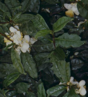 Camellia sinensis